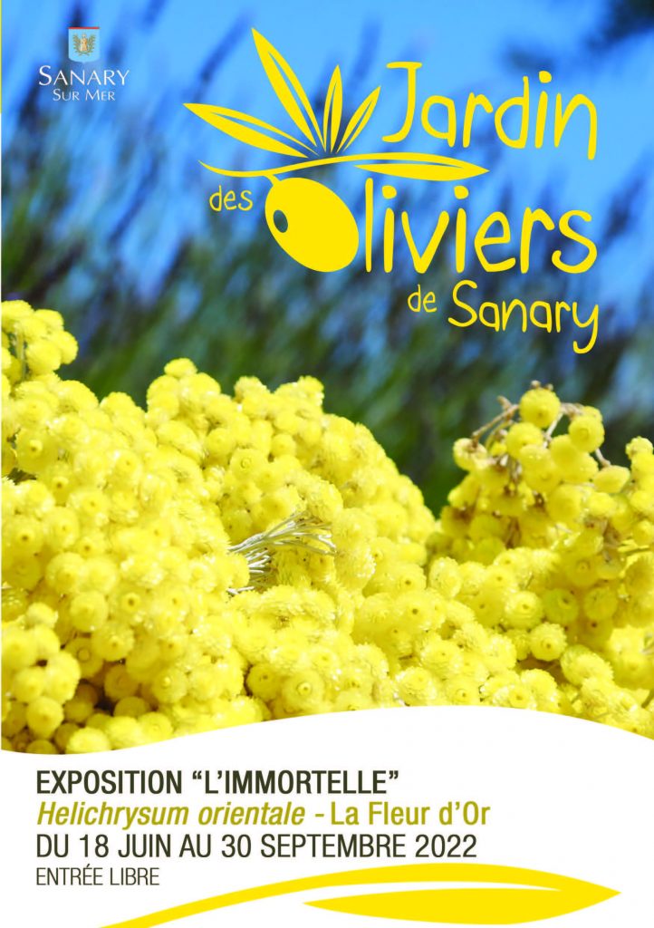 L'Immortelle à l'honneur au Jardin des Oliviers