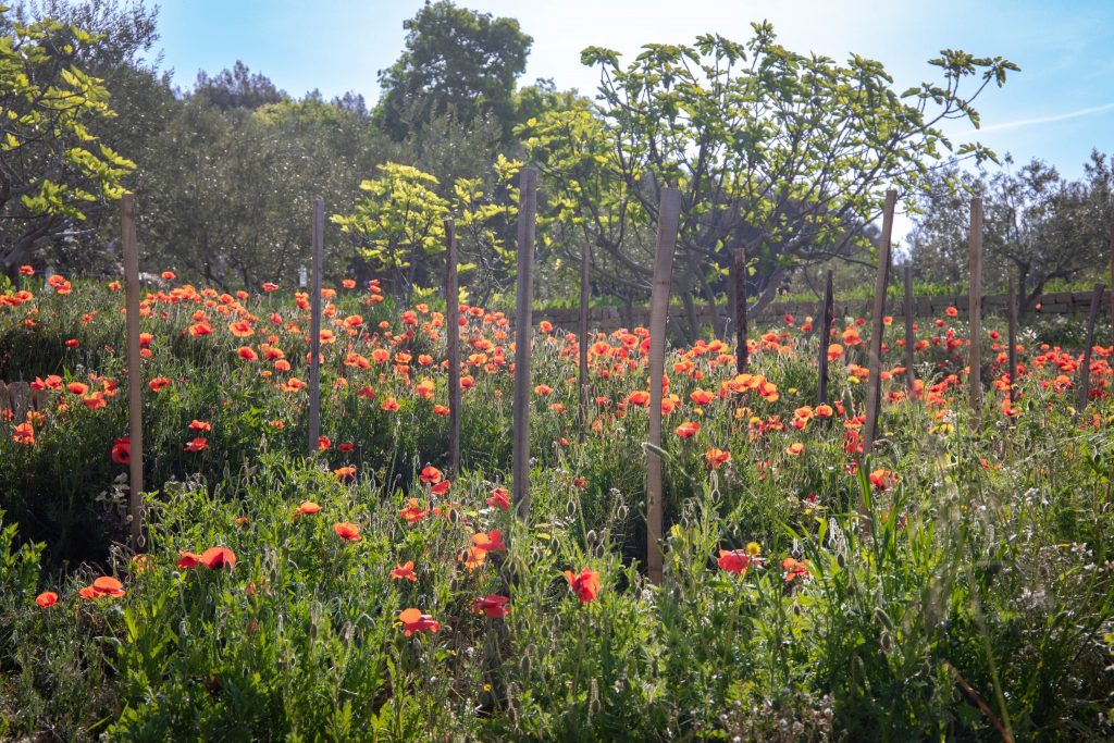 Fête de la biodiversité au Jardin des Oliviers le 21 mai