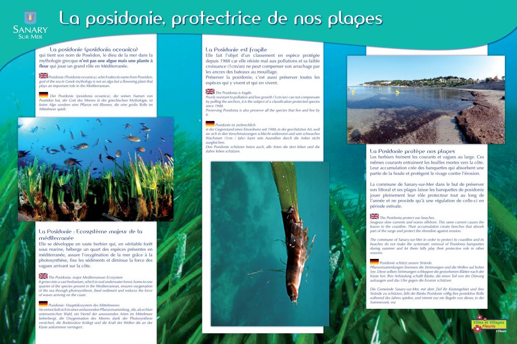 Panneau_posidonie