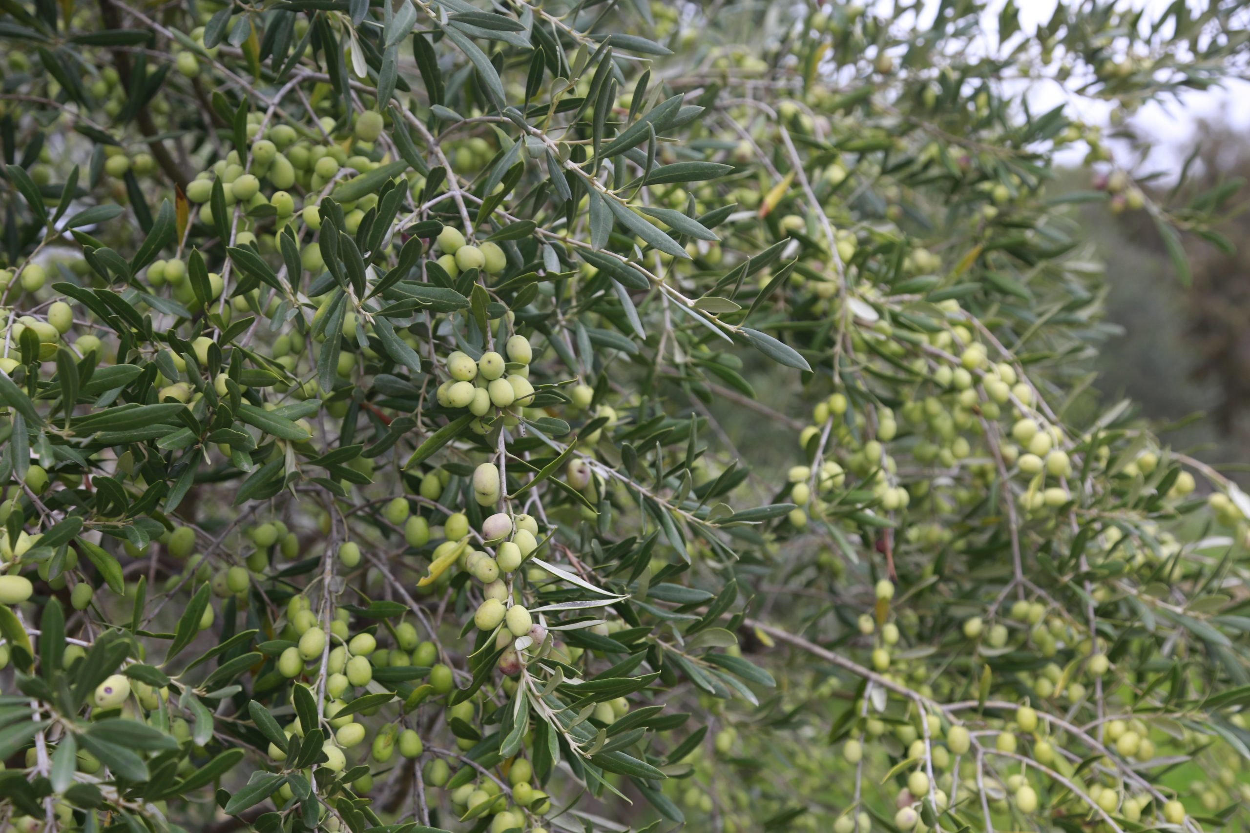 Variétés d'olives Mairie de SanarysurMer — free download