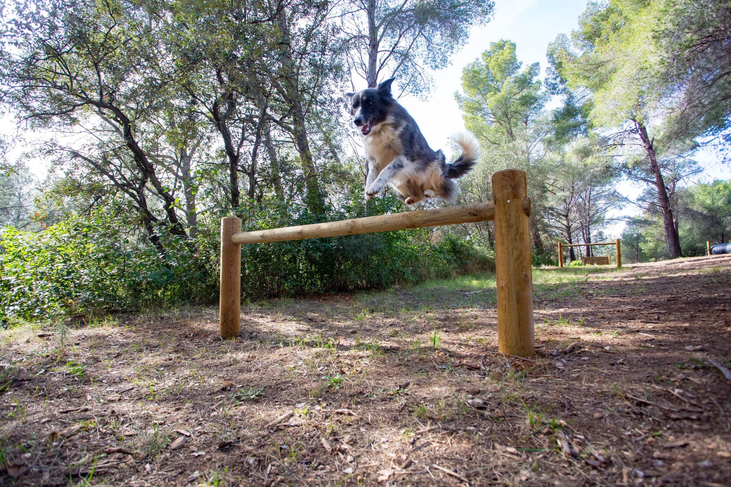 Nouveau : Un parc canin au cœur des pins