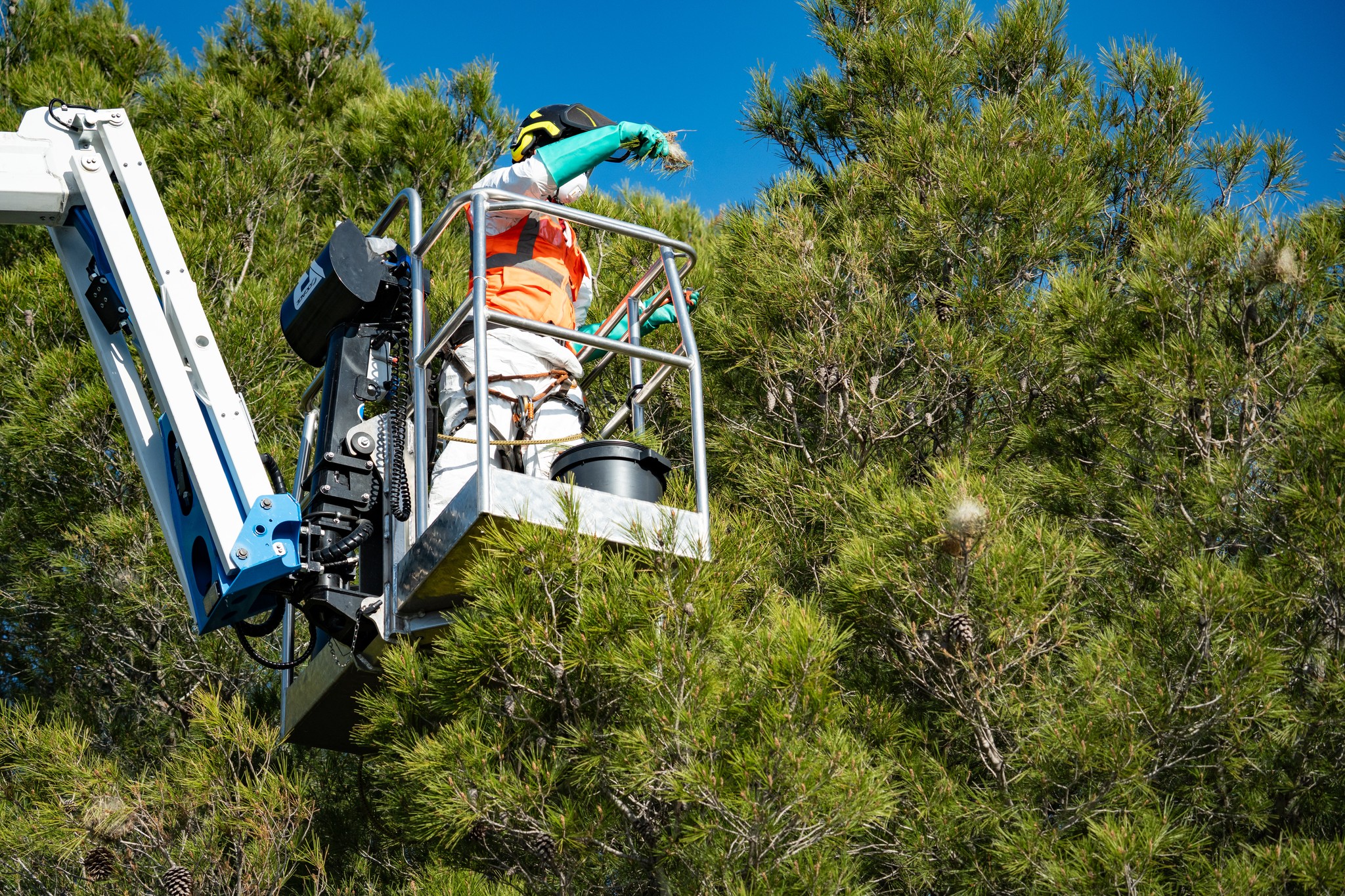 Attention au retour des chenilles processionnaires !